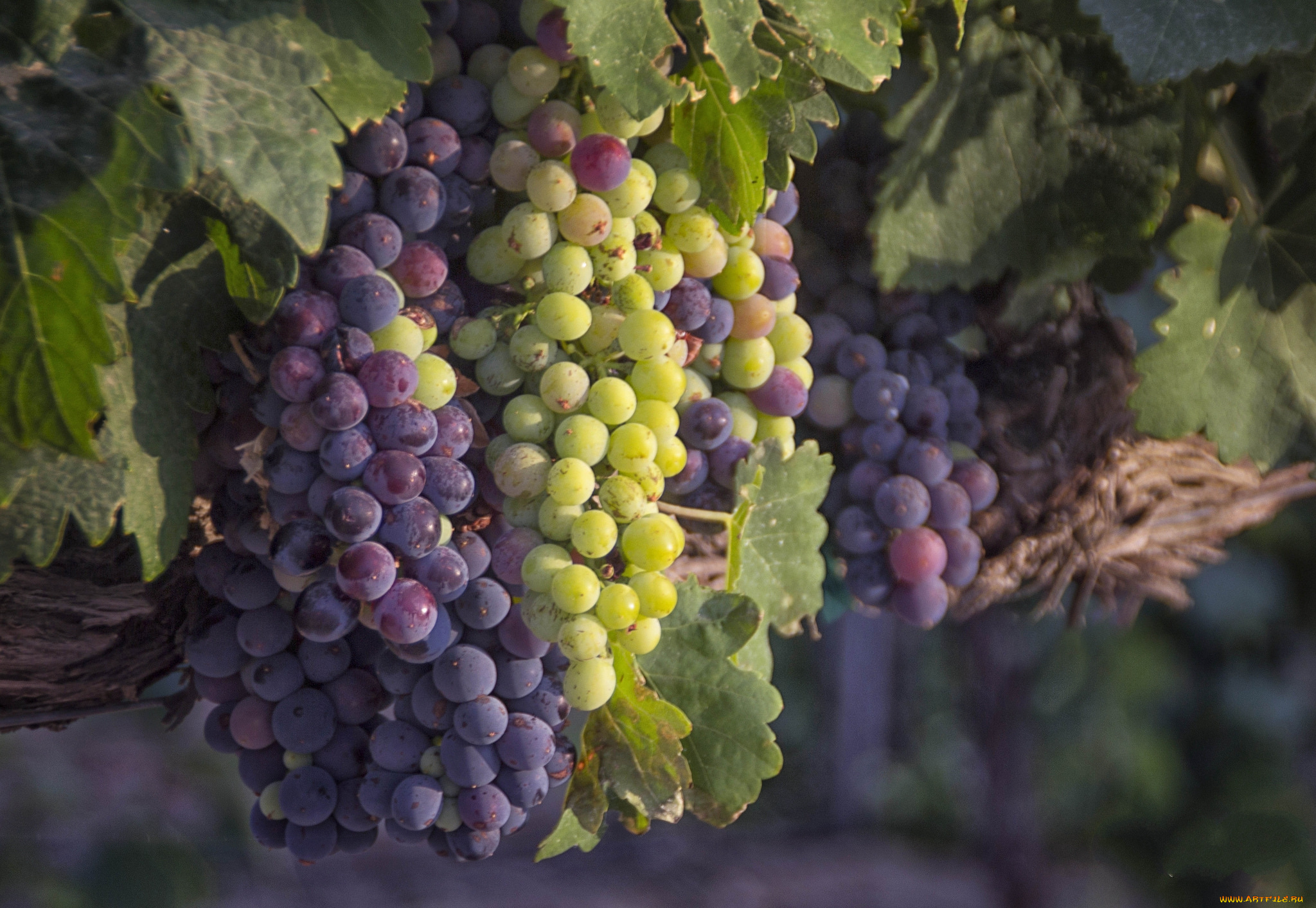 природа, Ягоды, , виноград, лоза