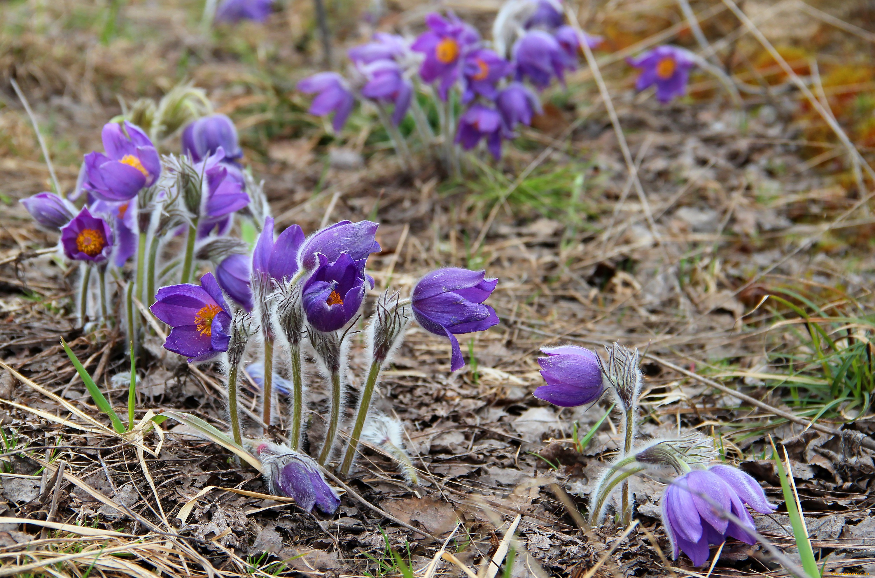 цветы, анемоны, , сон-трава, цветение, сон-трава, природа, лес, красота, рязань, прострел, весна