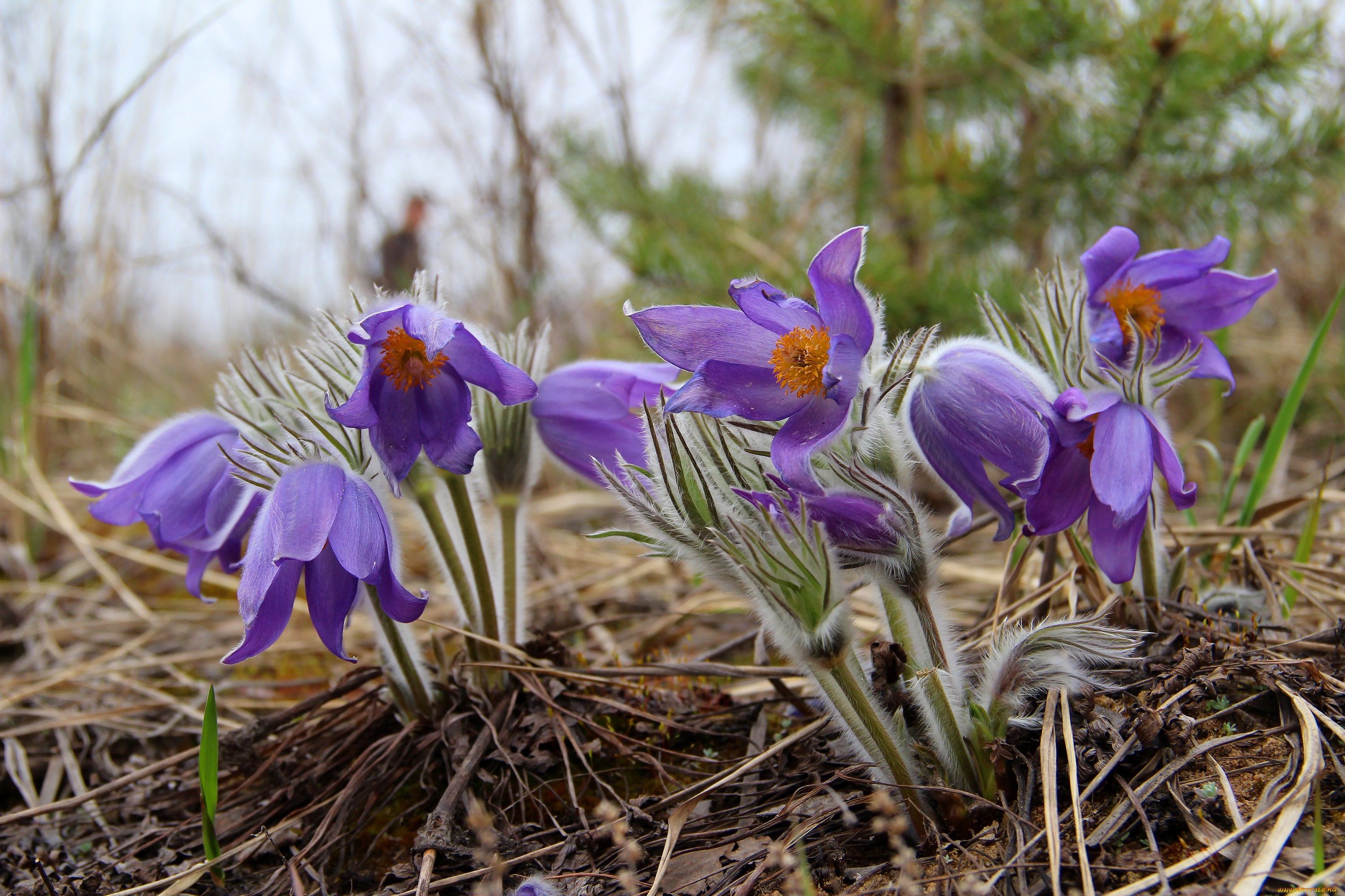цветы, анемоны, , сон-трава, цветение, сон-трава, рязань, прострел, природа, лес, красота, весна