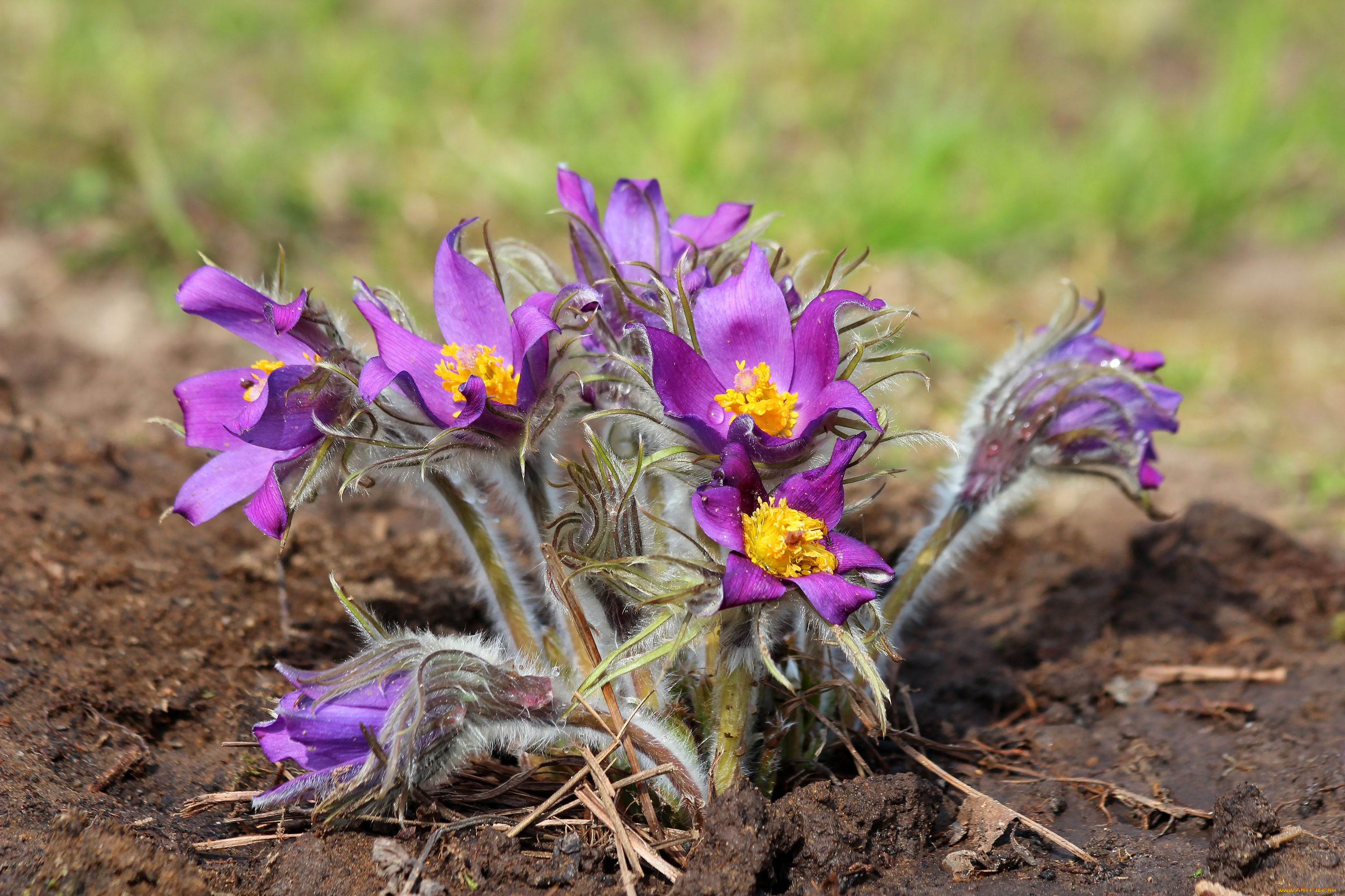 цветы, анемоны, , сон-трава, природа, первоцветы, красота, дача, весна, цветение, сон-трава, прострел