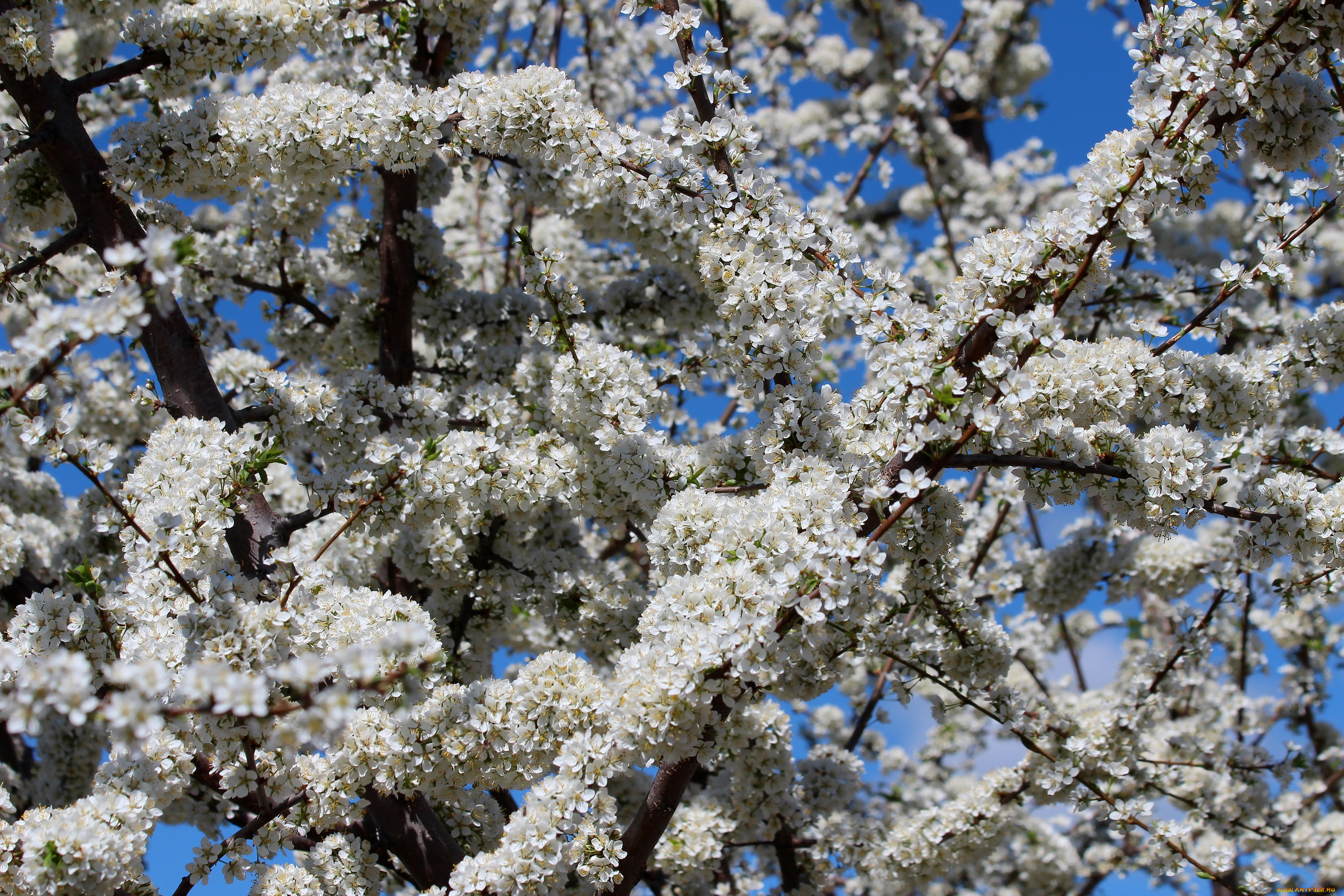 цветы, цветущие, деревья, , , кустарники, алыча, цветение, природа, красота, дача, весна