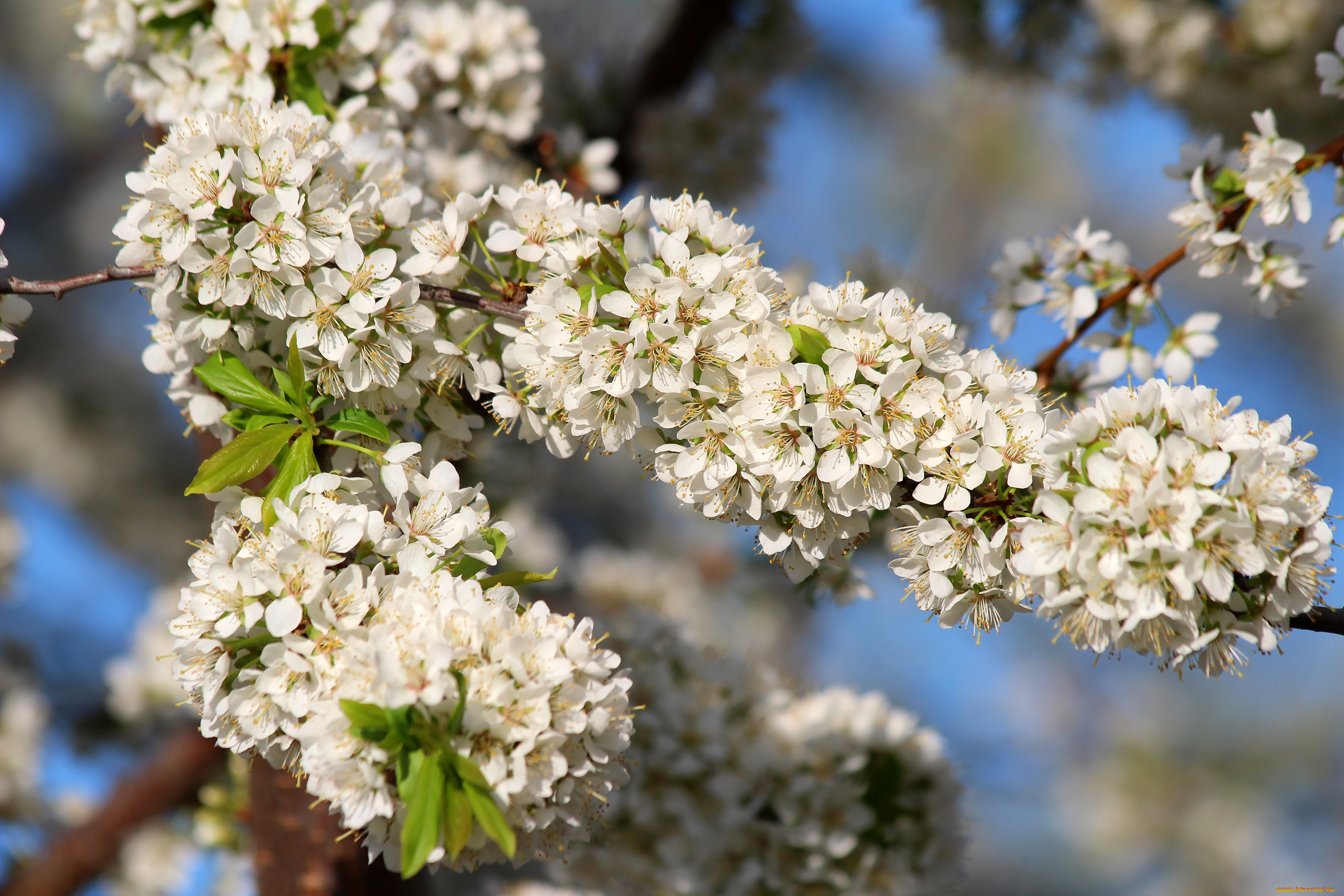 цветы, цветущие, деревья, , , кустарники, красота, дача, весна, алыча, цветение, май, природа