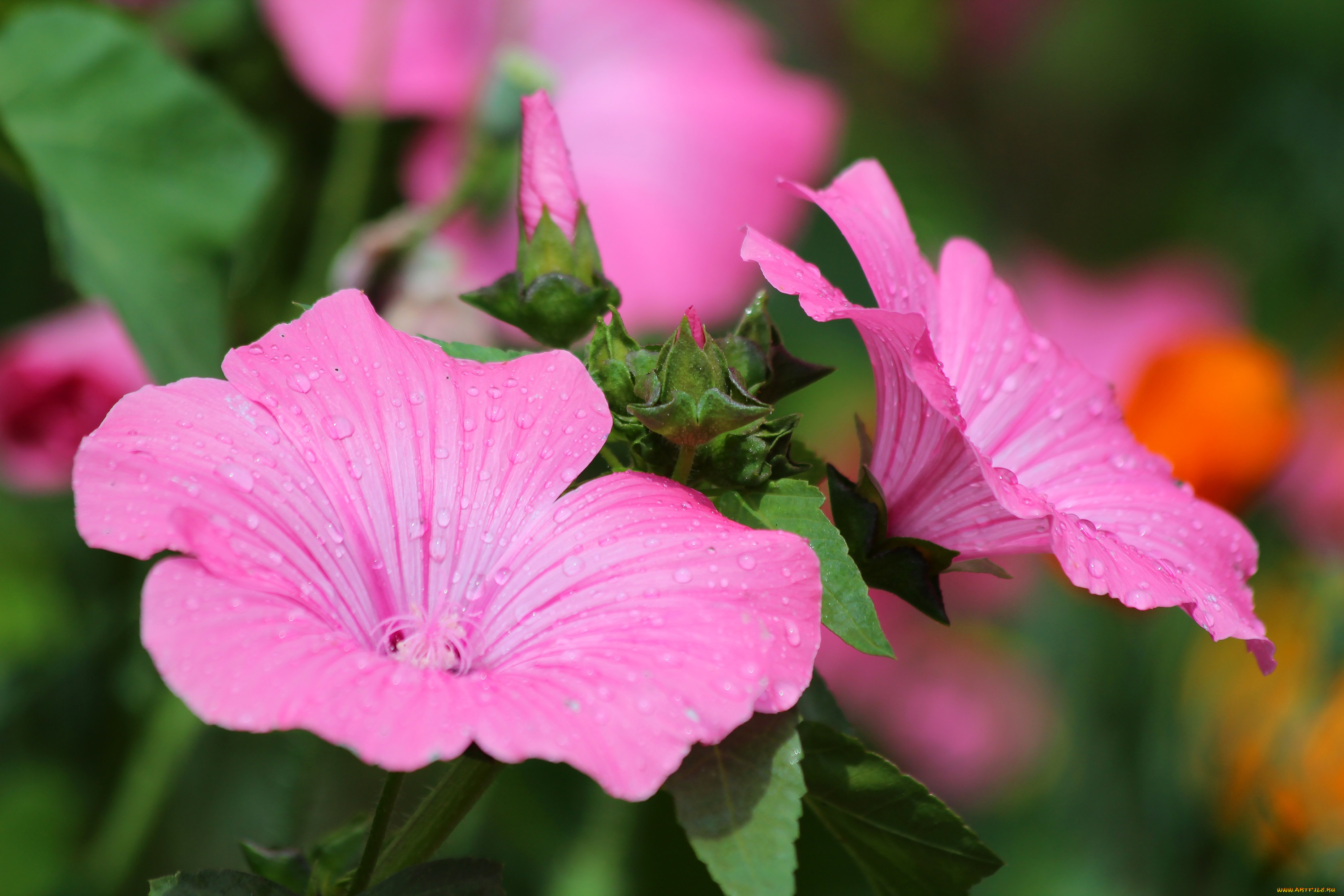 цветы, лаватера, красота, красиво, дача, цветение, природа, лето