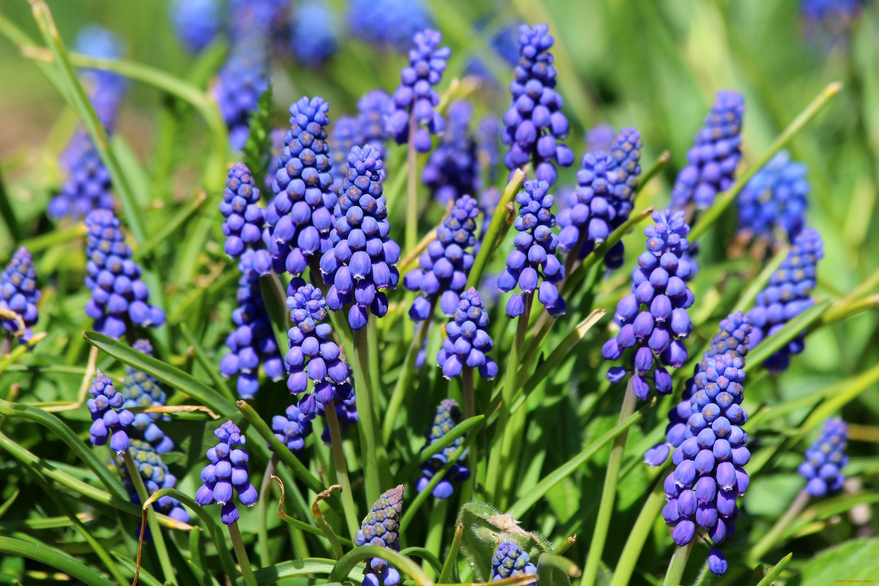 цветы, мускари, цветение, природа, красота, дача, весна