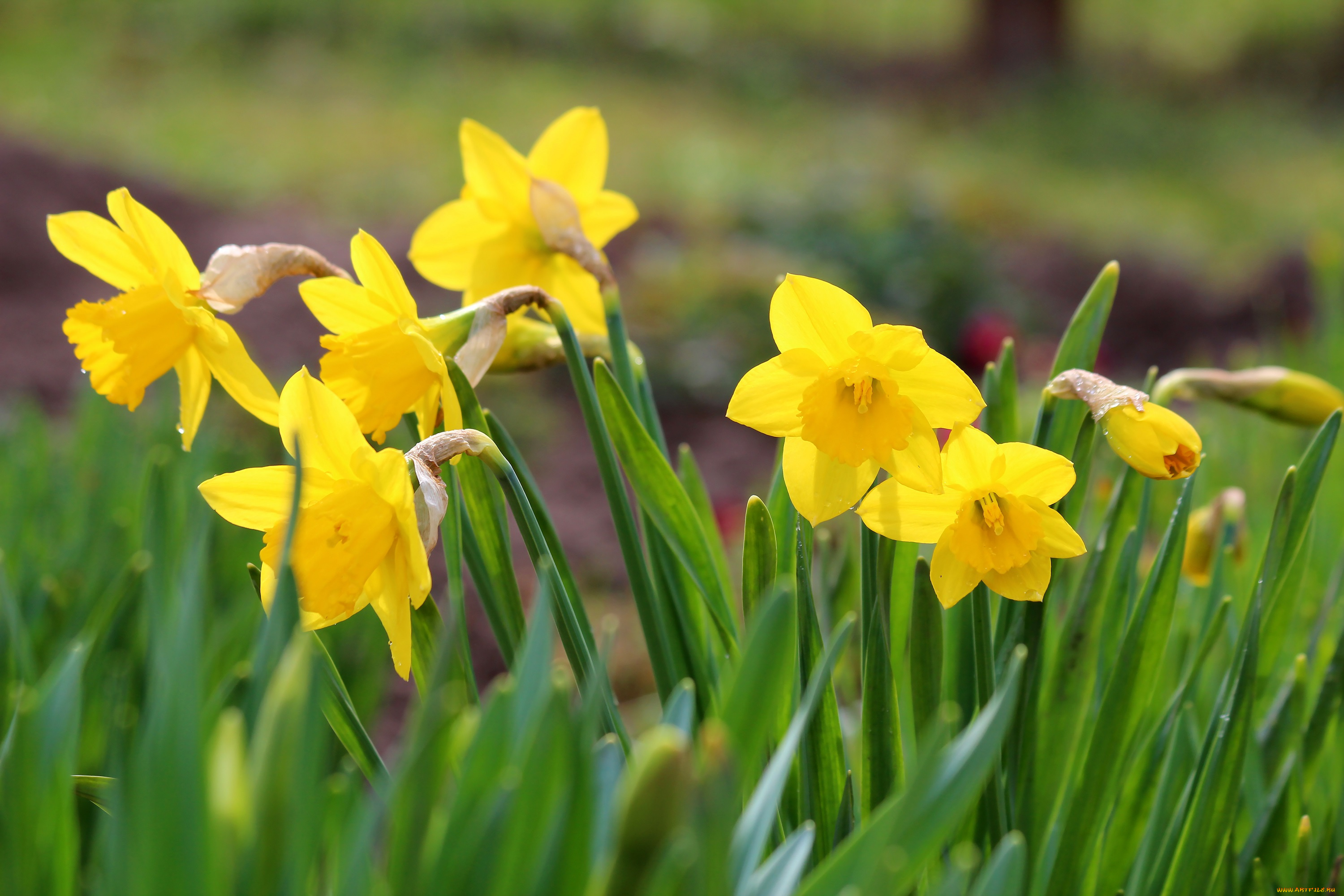 цветы, нарциссы, цветение, природа, красота, дача, весна