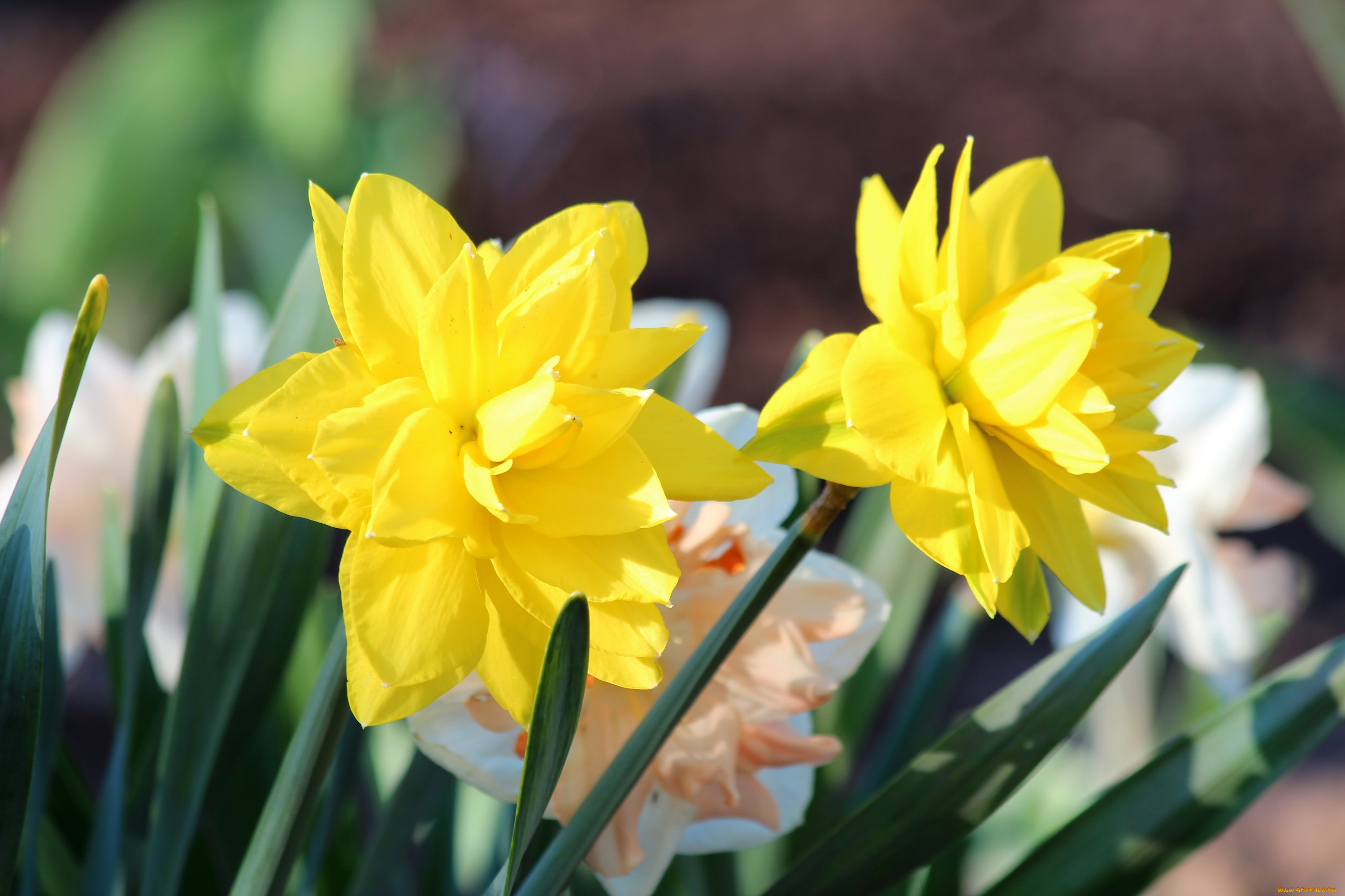 цветы, нарциссы, природа, цветение, красота, дача, весна