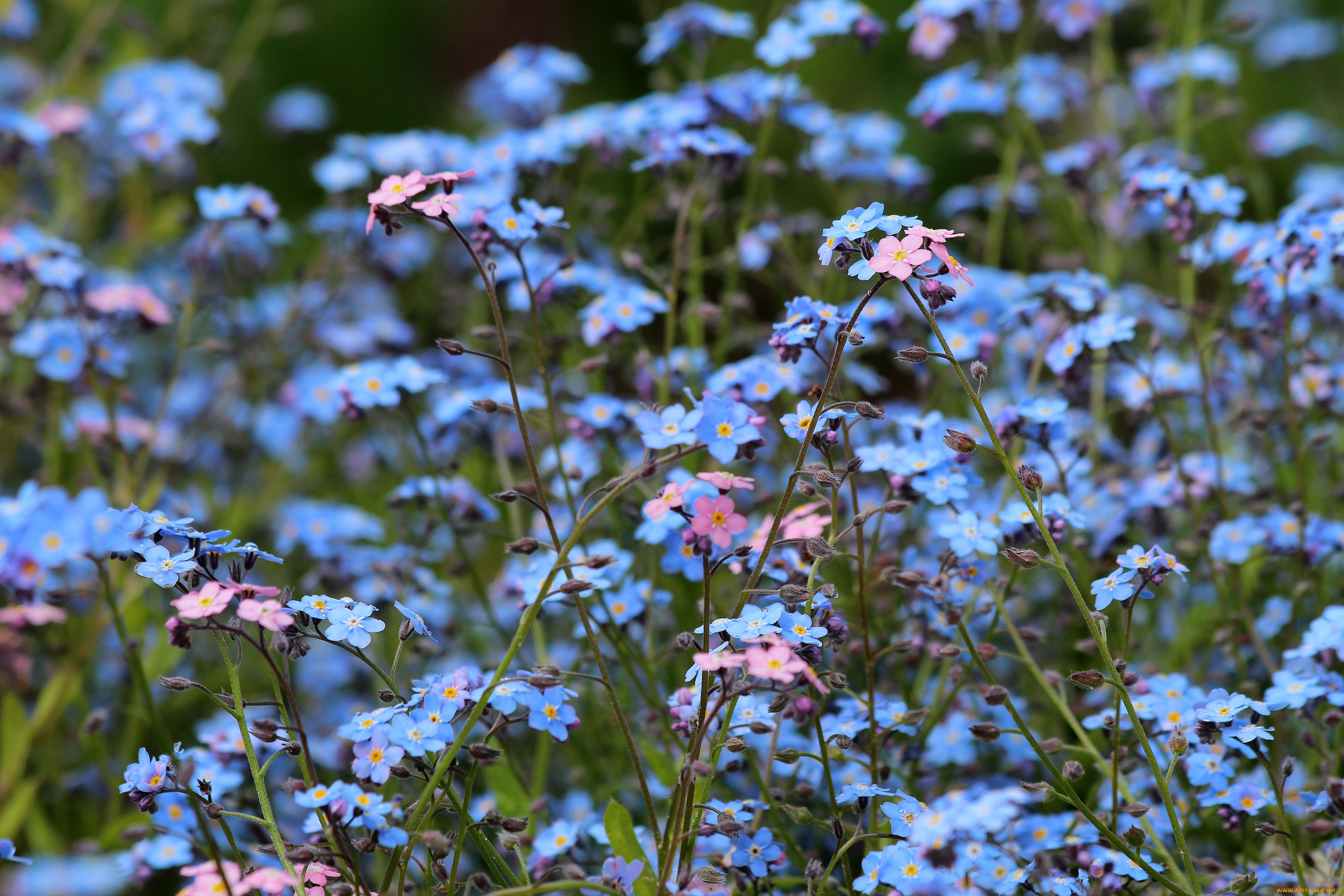 цветы, незабудки, дача, весна, цветение, природа, красота