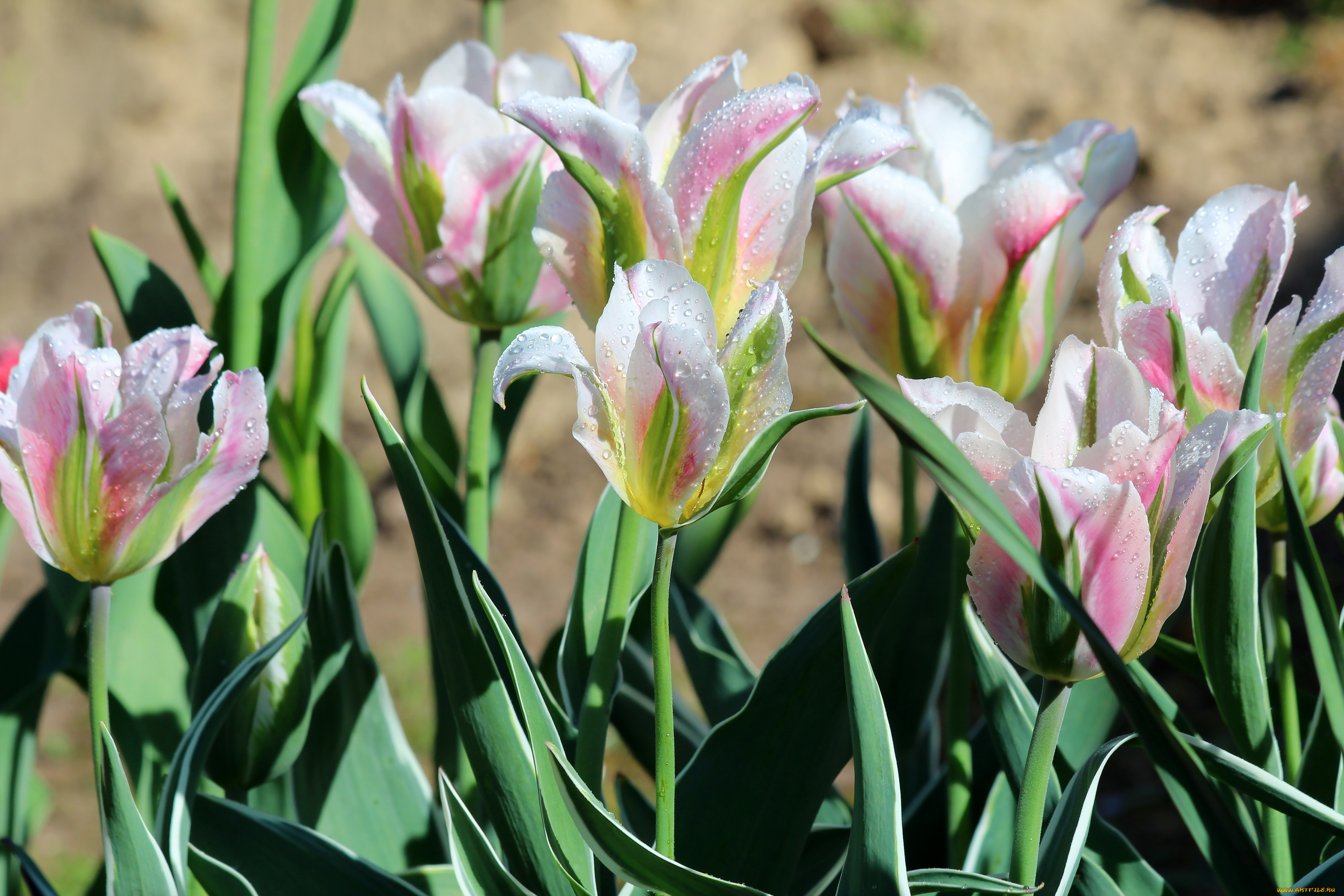 цветы, тюльпаны, весна, красота, дача, цветение, природа