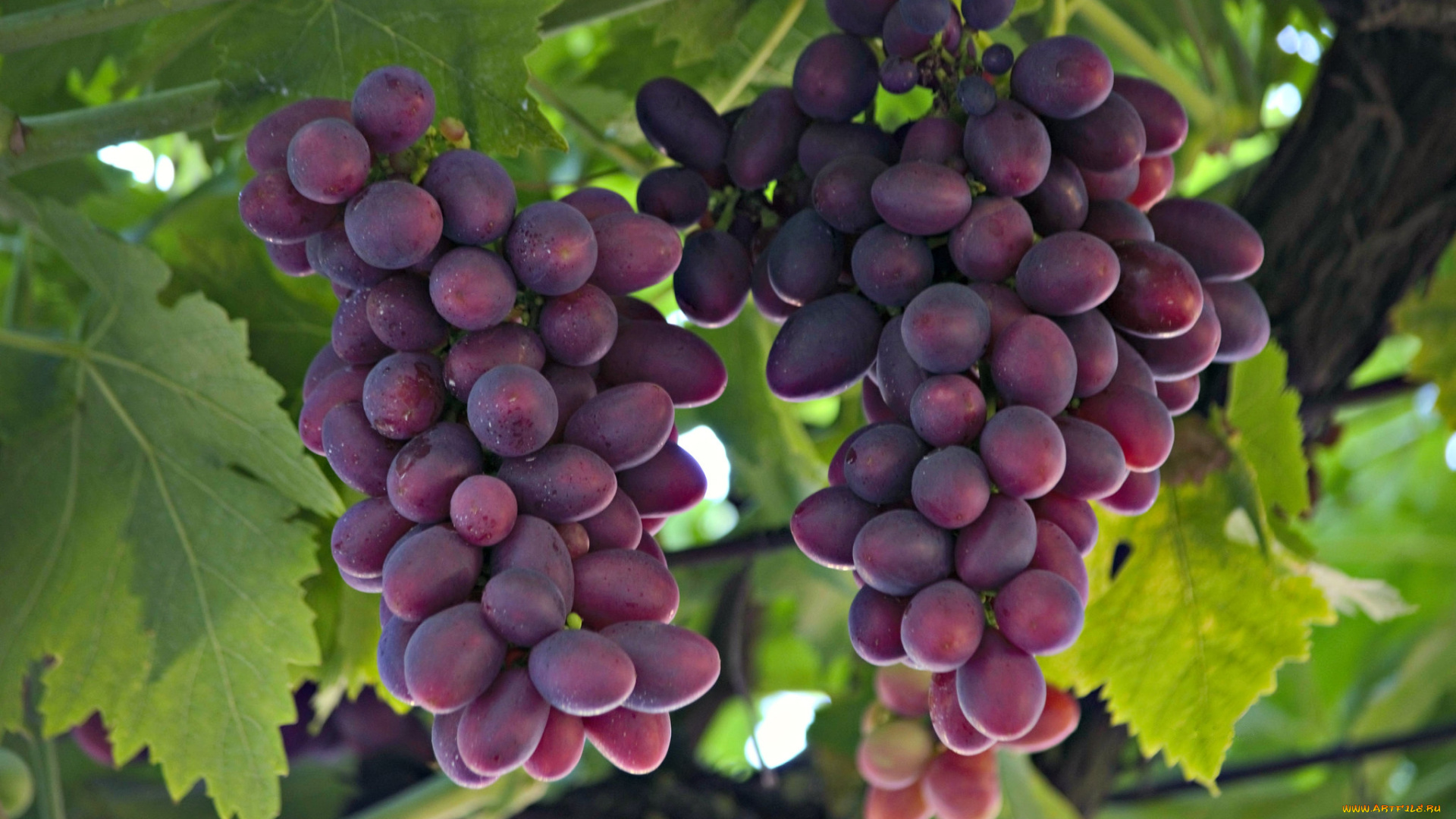 природа, ягоды, , виноград