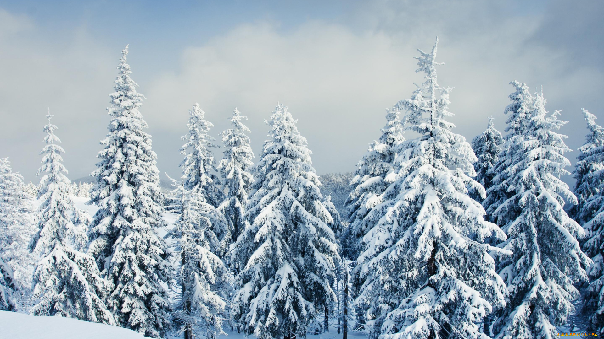 природа, зима, деревья, снег