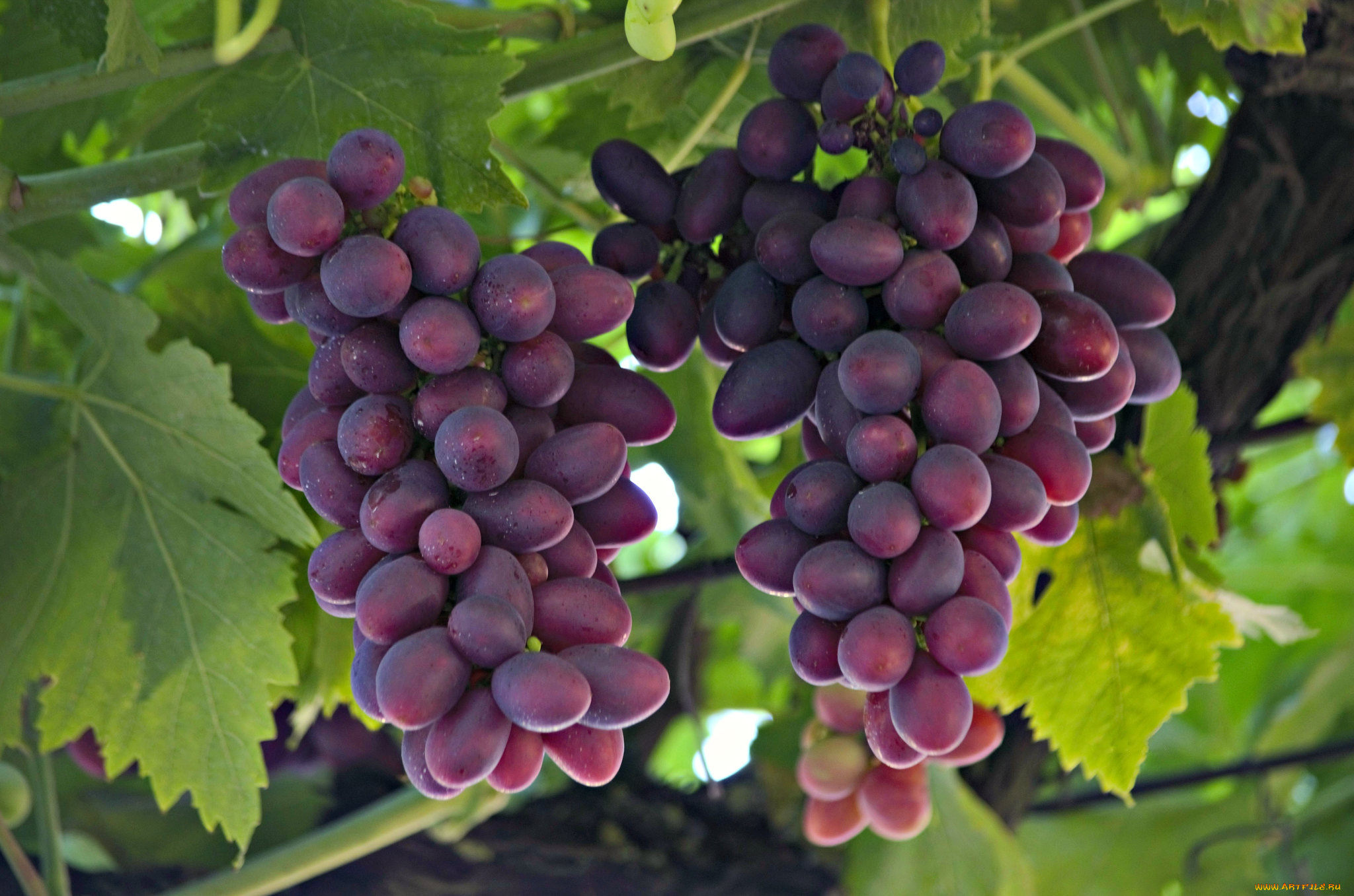 природа, ягоды, , виноград