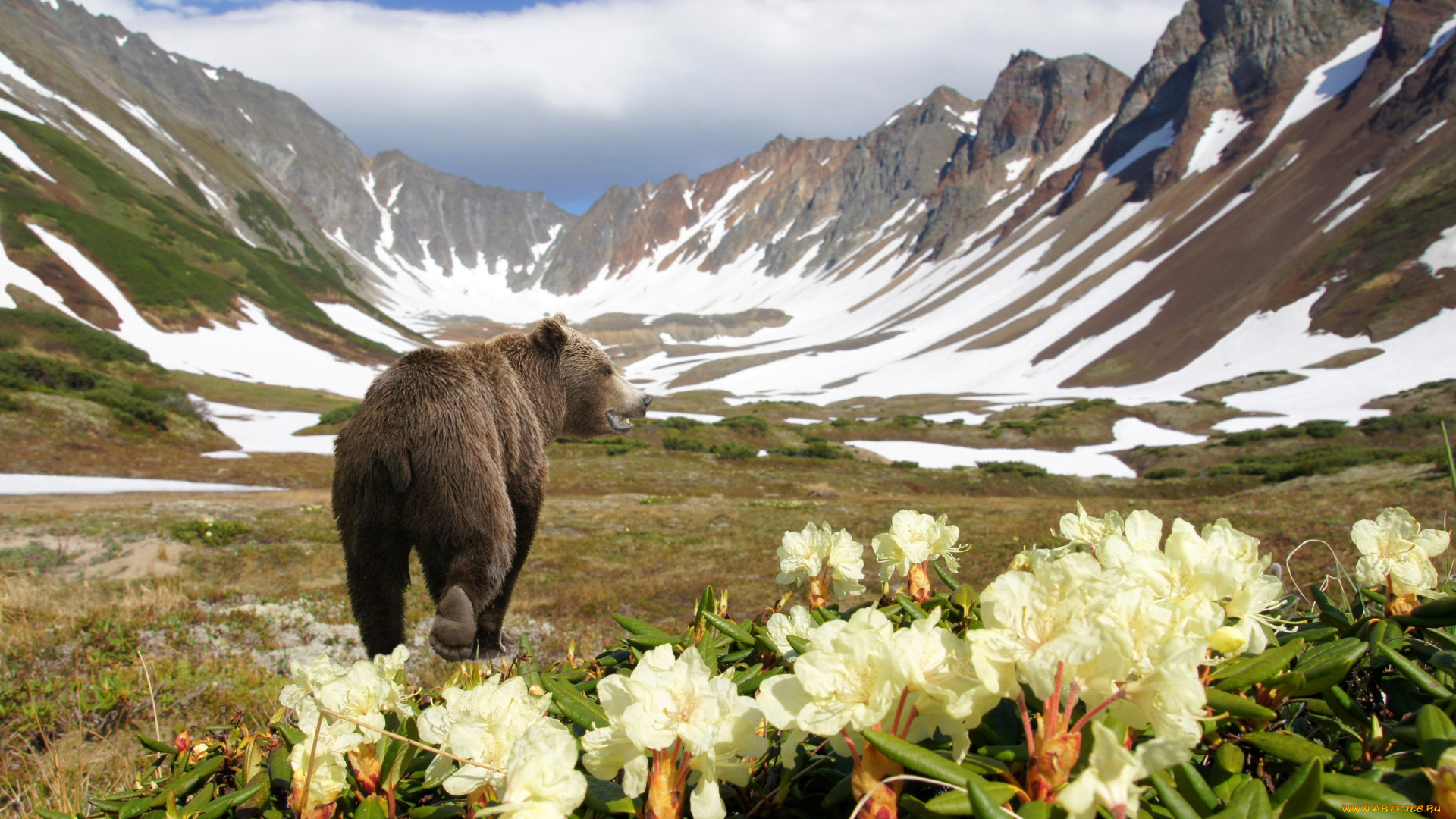 животные, медведи, природа, медведь, горы, камчатка, россия