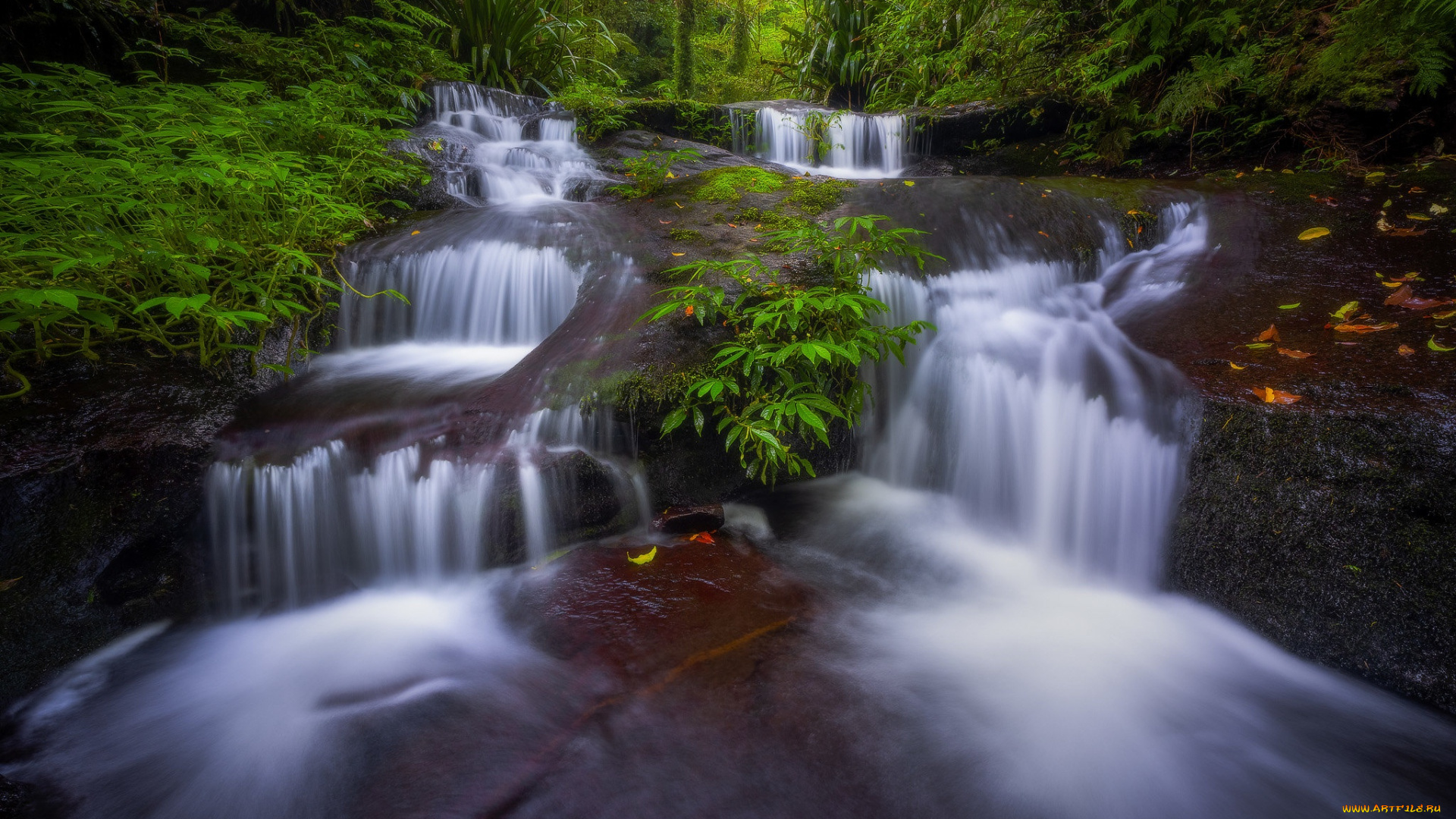 природа, водопады, лес, ручей, австралия, каскад, australia, queensland, квинсленд, lamington, national, park, тоолона, национальный, парк, ламингтон, toolona, creek