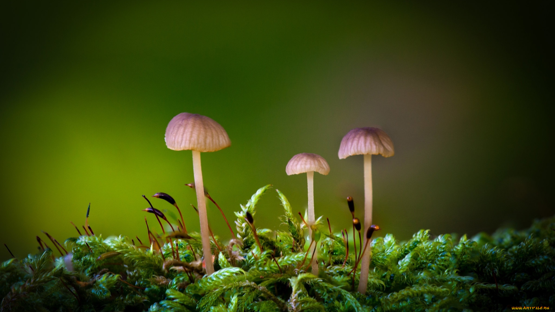 природа, грибы, грибная, семейка