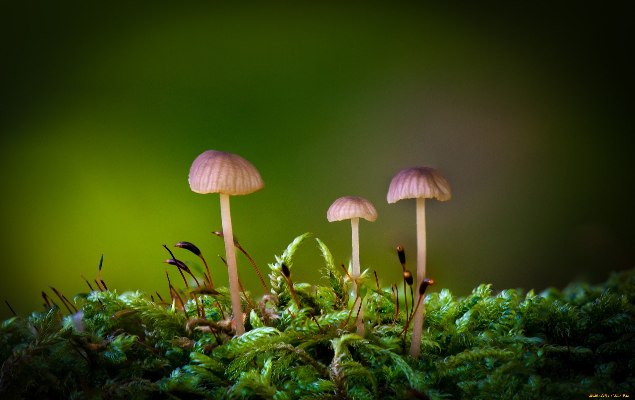 природа, грибы, грибная, семейка
