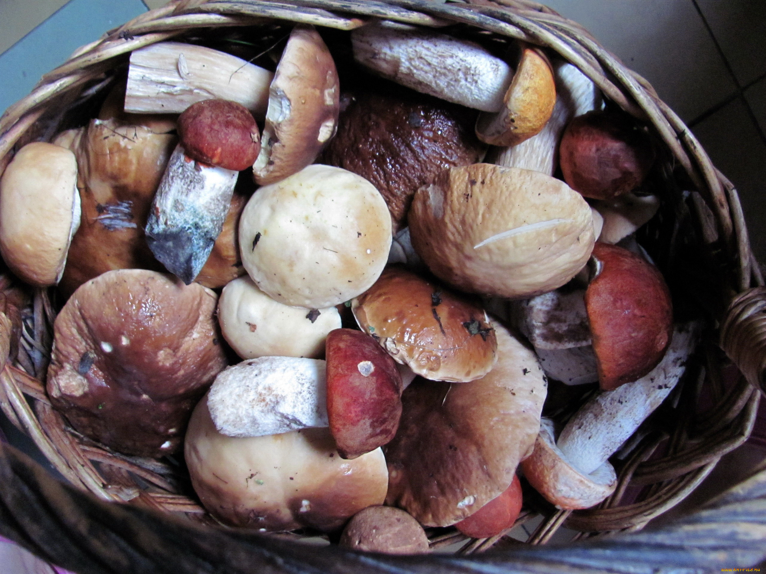 еда, грибы, , грибные, блюда, лесные, боровики, подосиновики