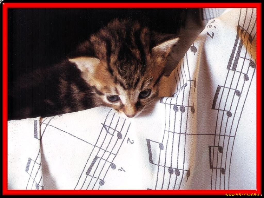 животные, коты