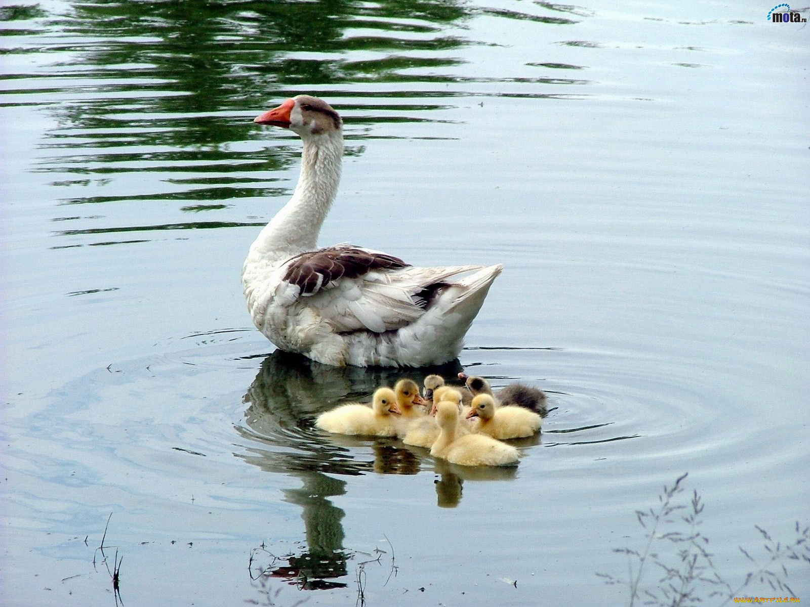животные, гуси
