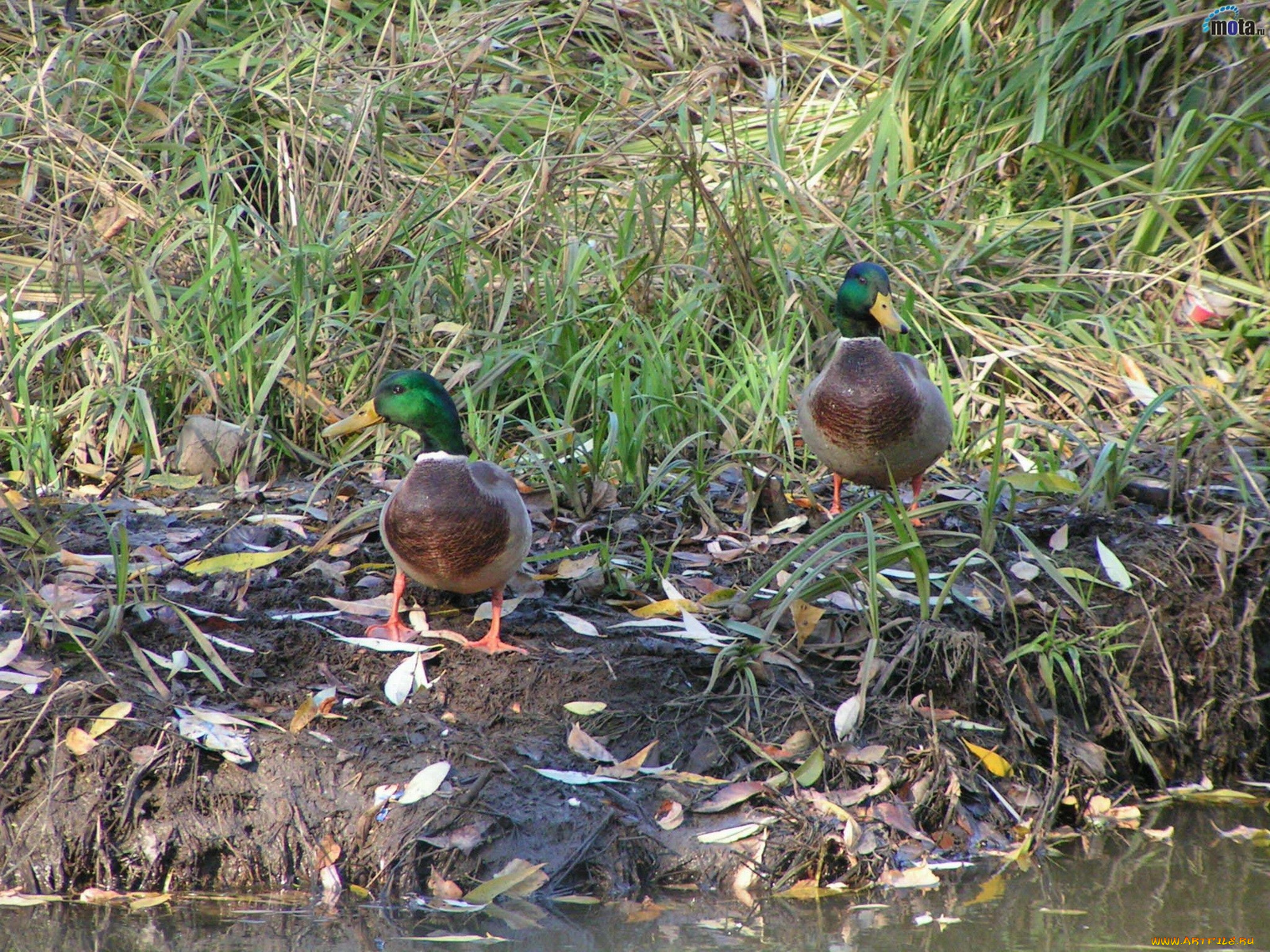 животные, утки