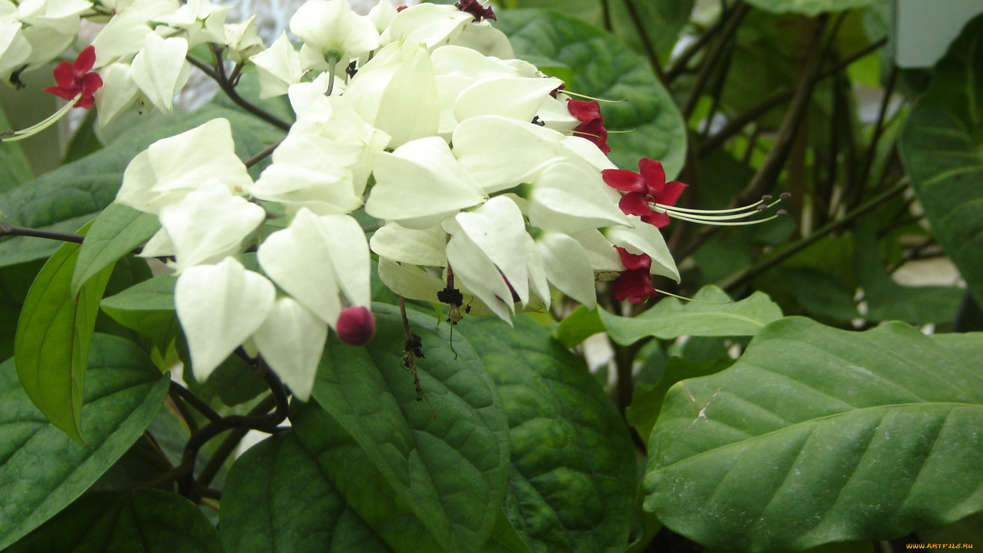 цветы, клеродендрумы