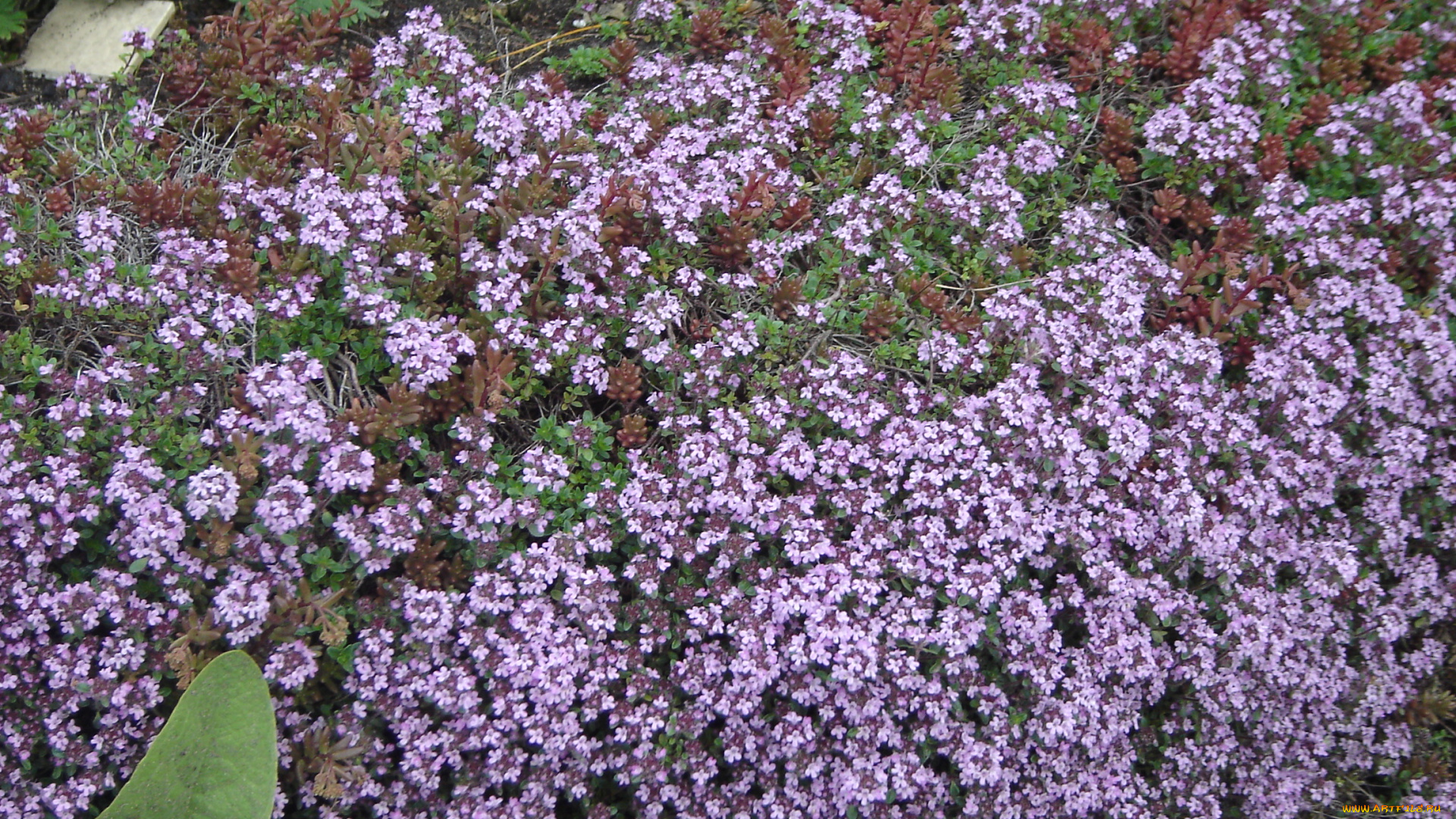 цветы, лантана, вербена