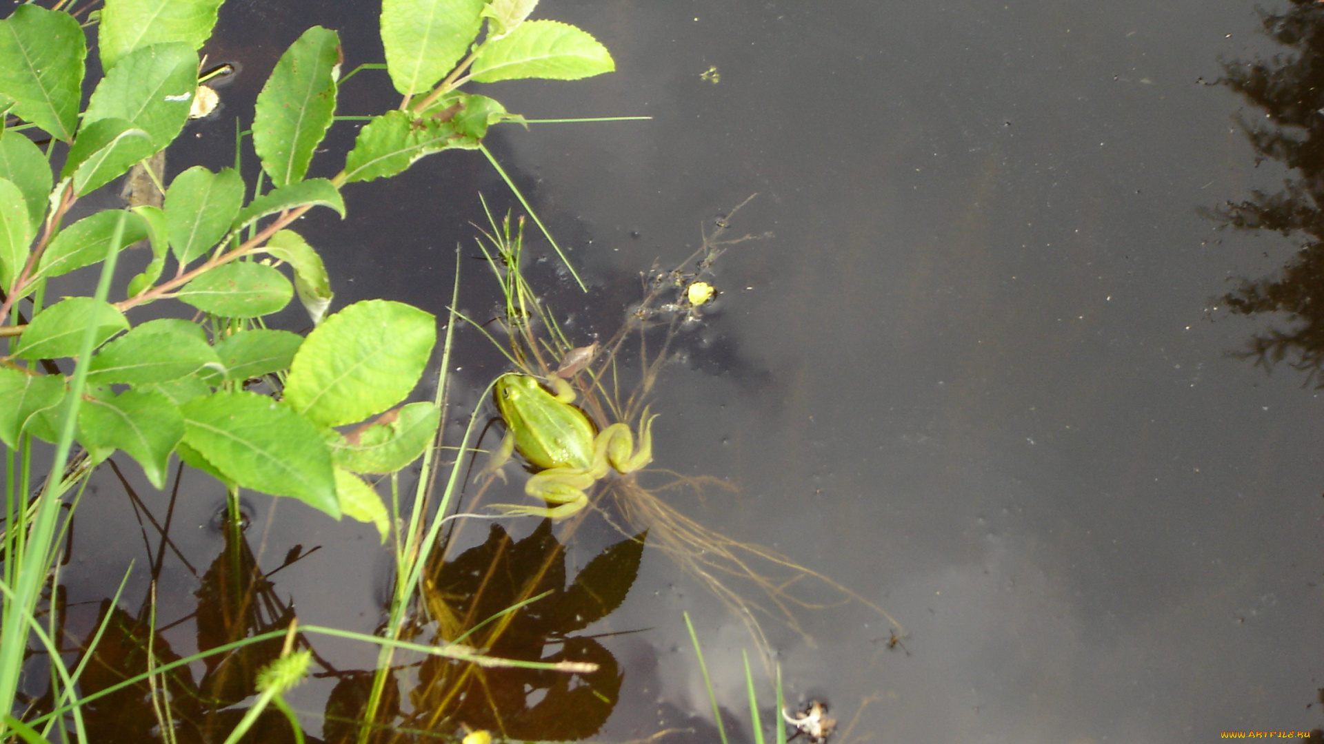 животные, лягушки