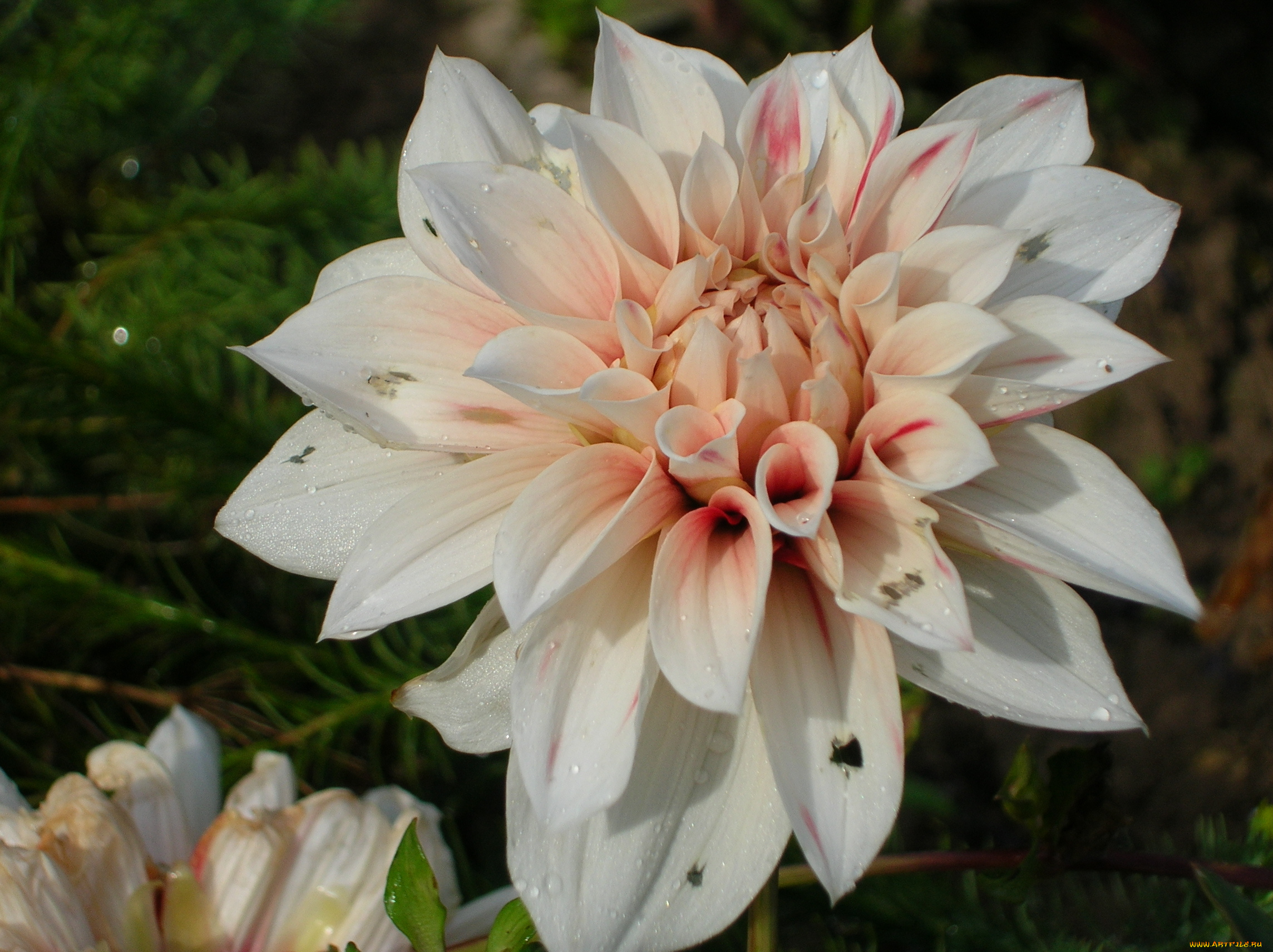 цветы, георгины