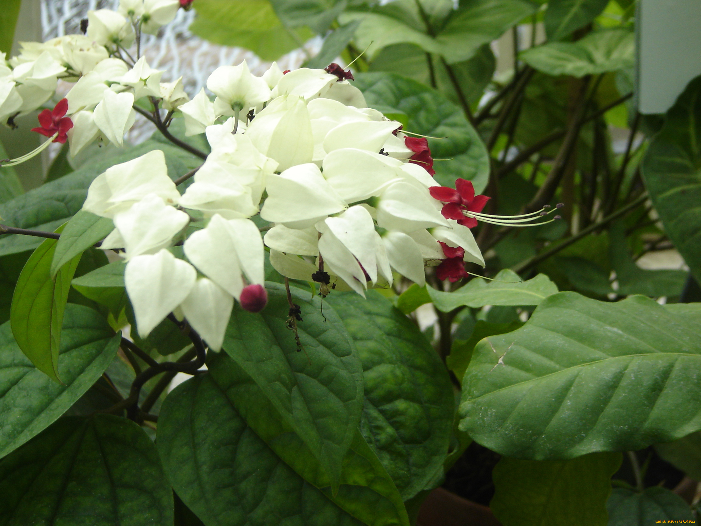 цветы, клеродендрумы