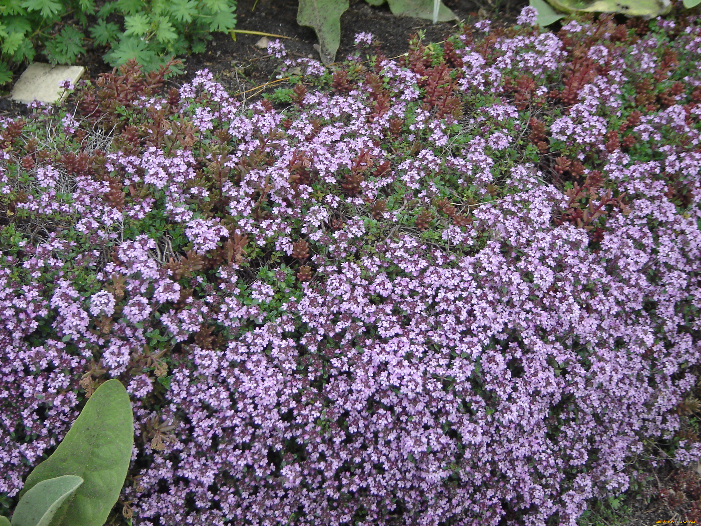 цветы, лантана, вербена