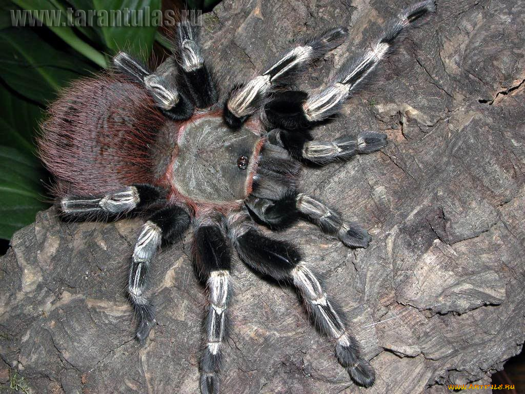 животные, пауки