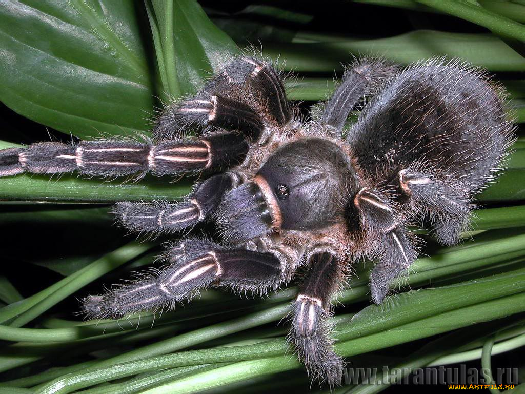 животные, пауки