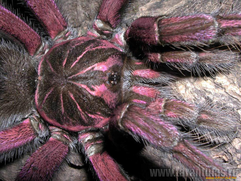 животные, пауки