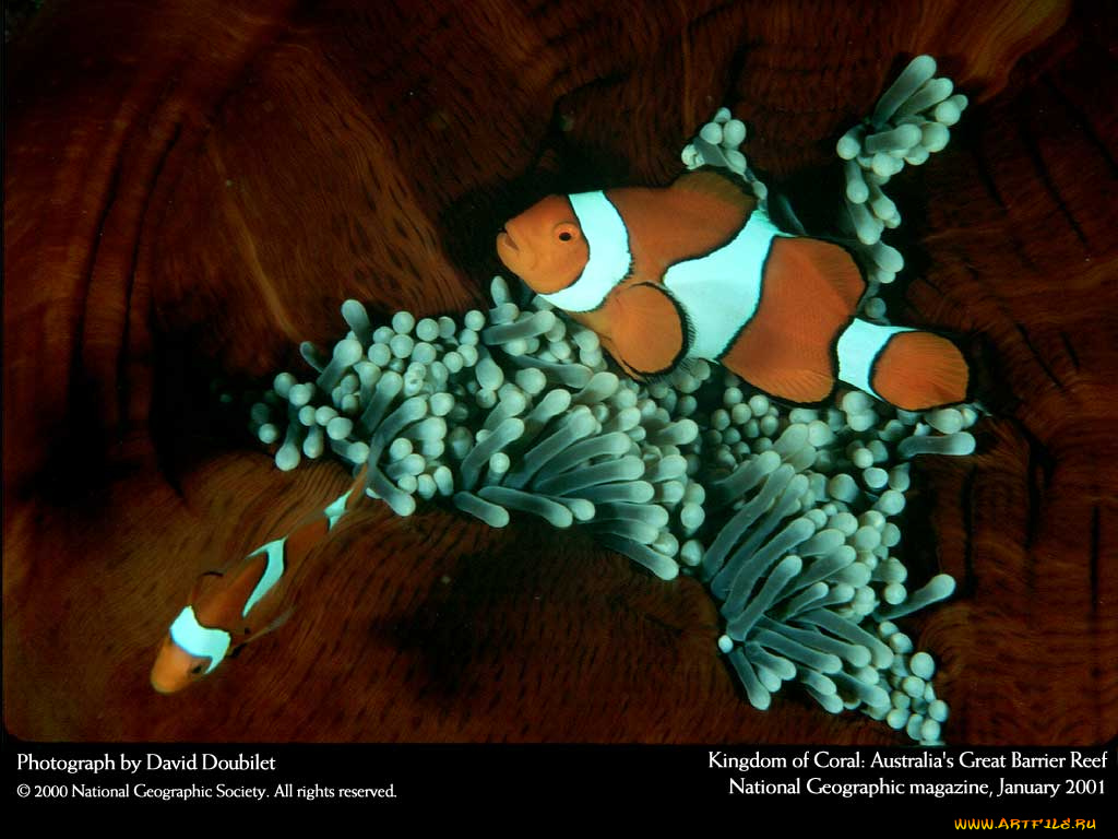 животные, рыбы