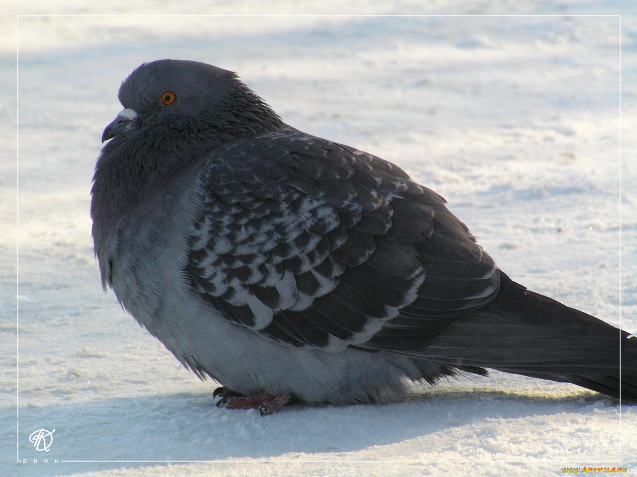 животные, голуби