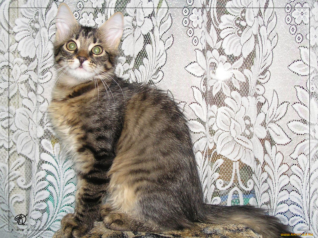 животные, коты