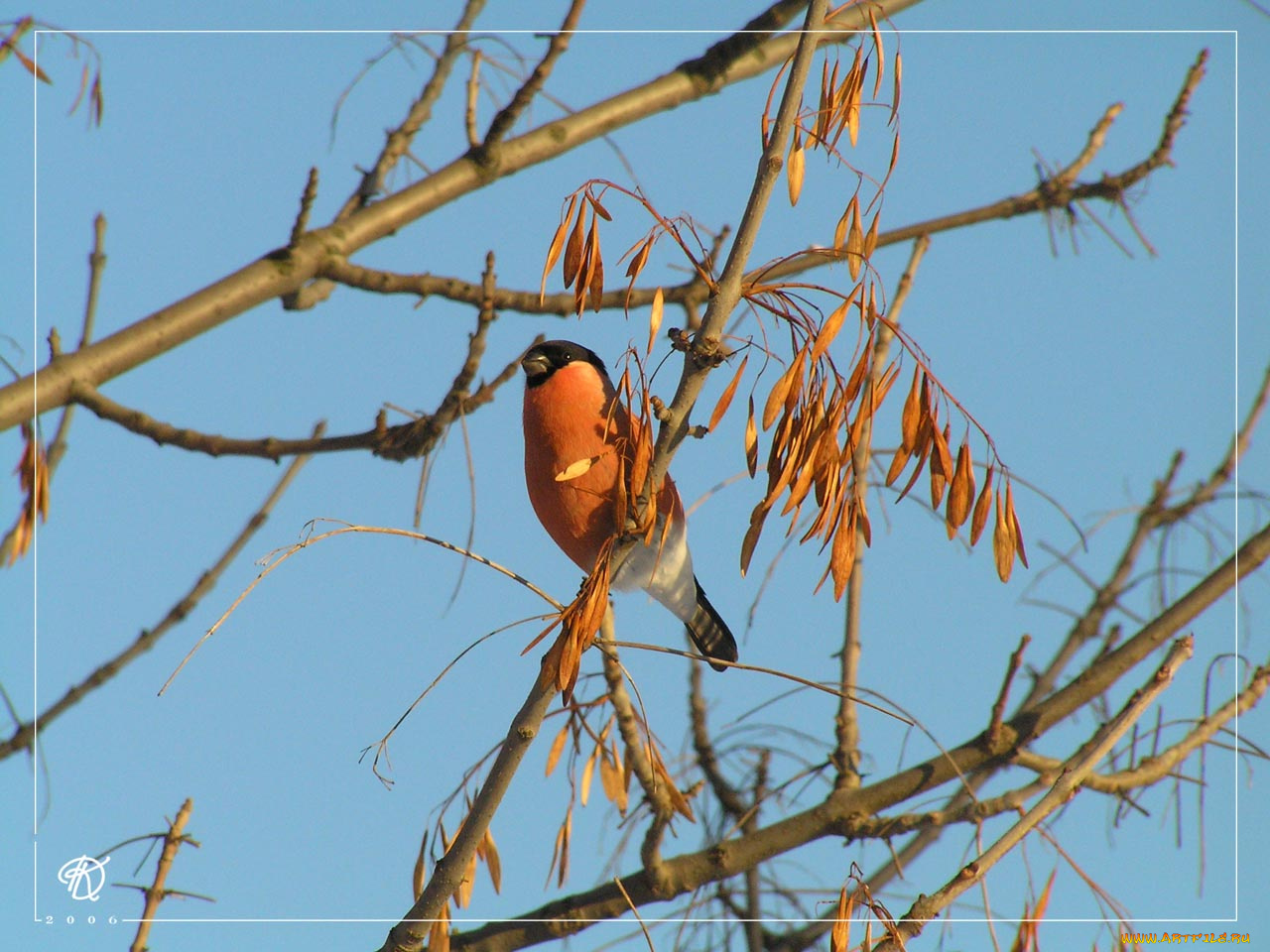 животные, снегири