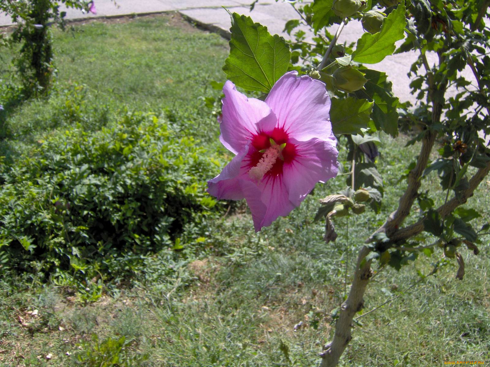 цветы, мальвы