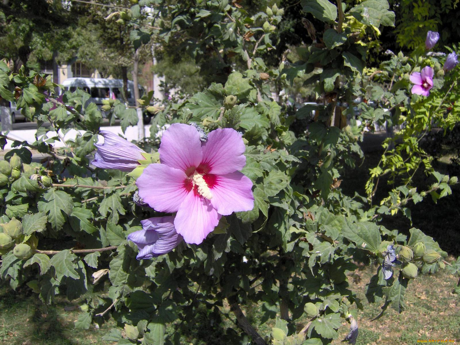 цветы, мальвы