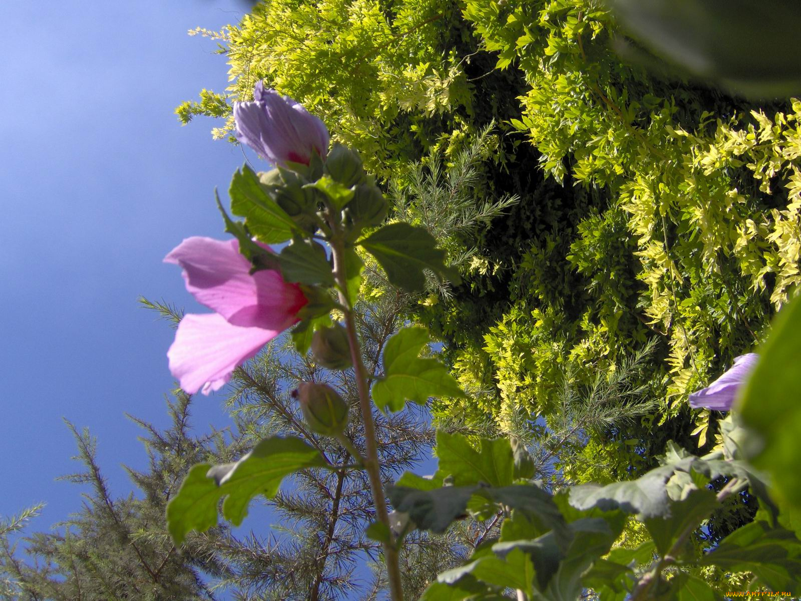 цветы, мальвы