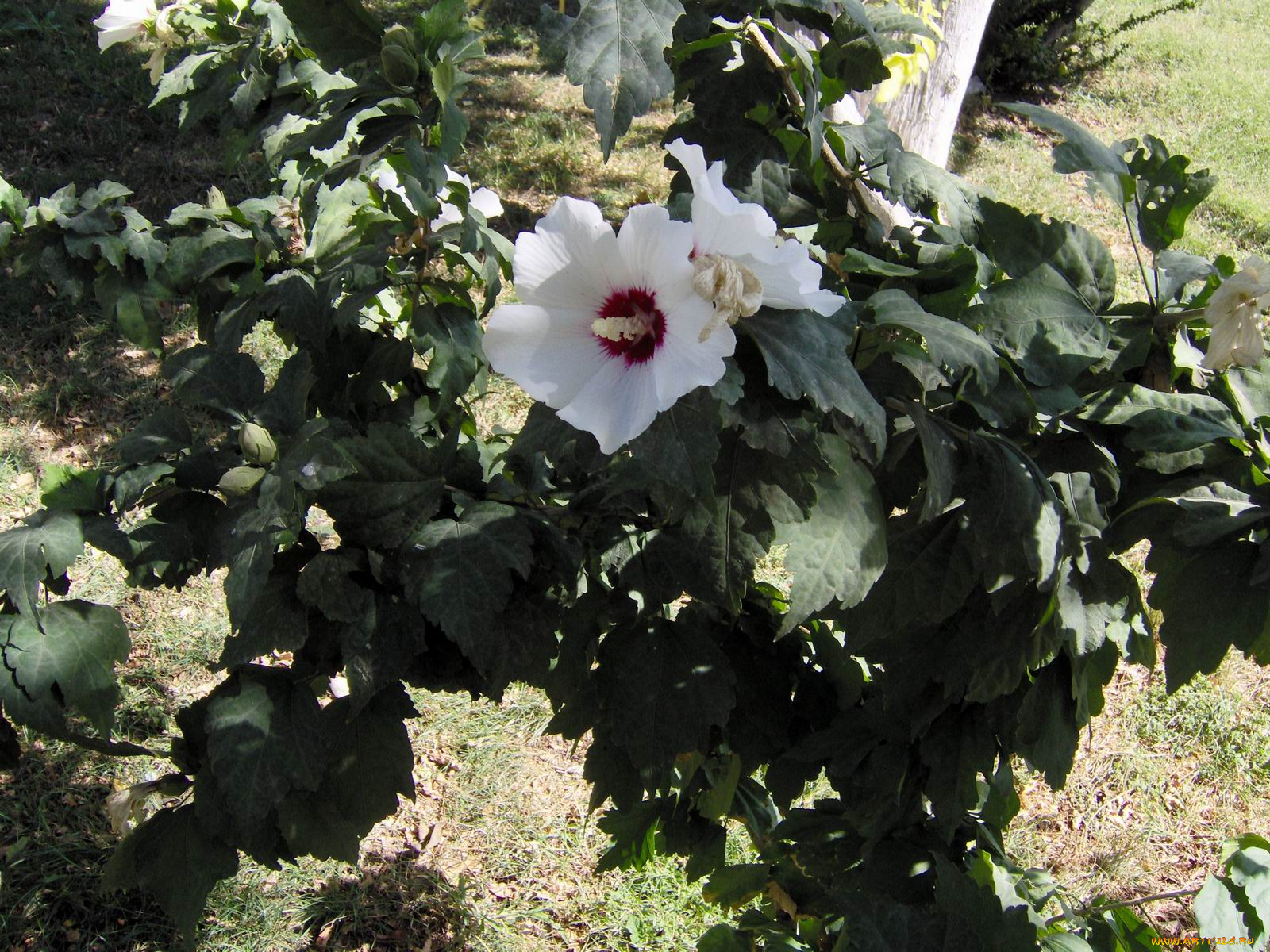 цветы, мальвы