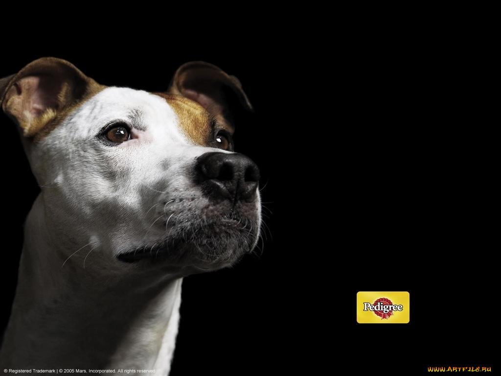 бренды, pedigree