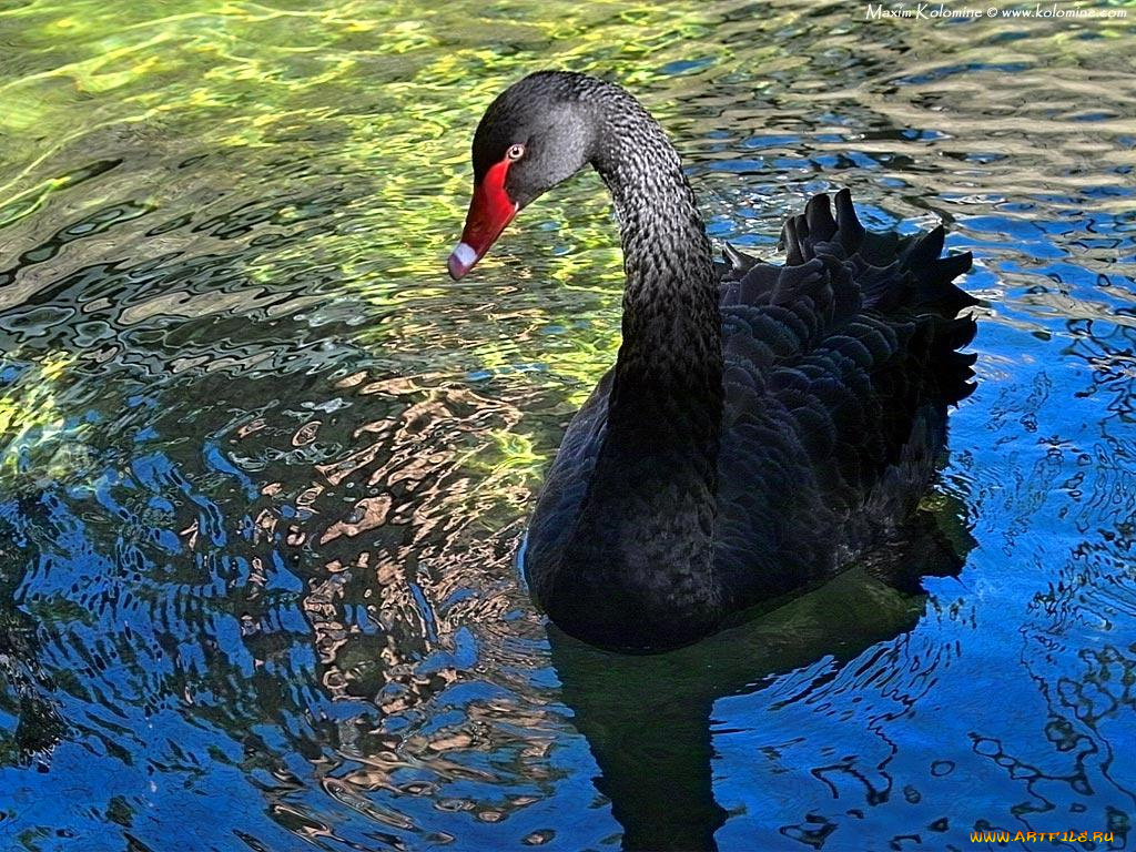 животные, лебеди