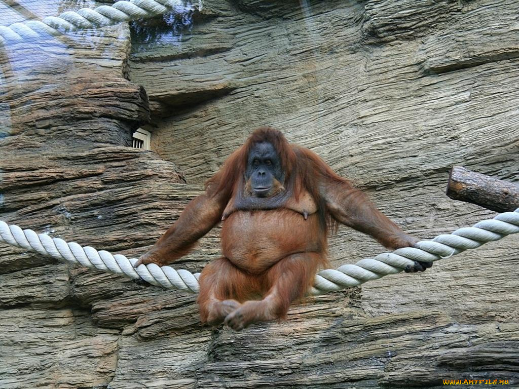 животные, обезьяны