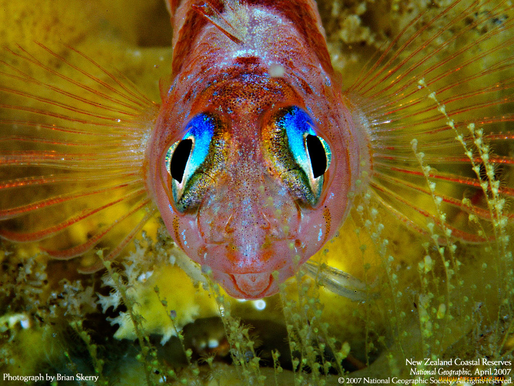 животные, рыбы