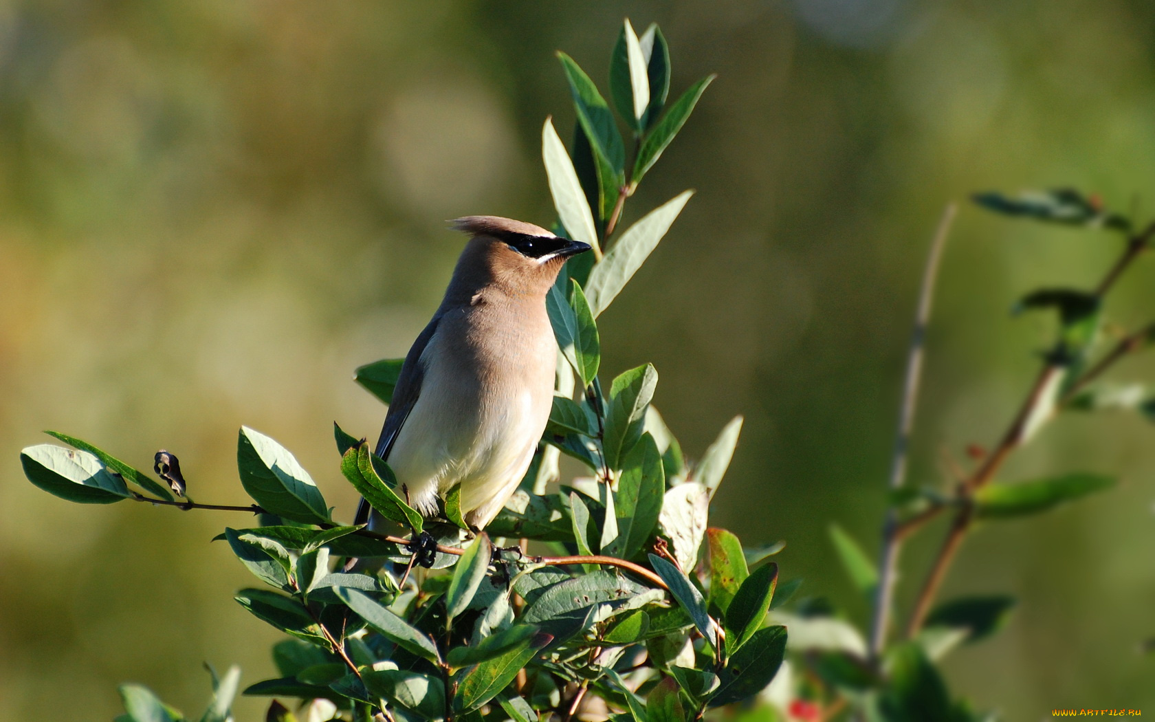 животные, свиристели