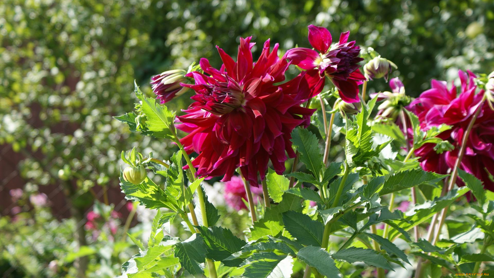 цветы, георгины