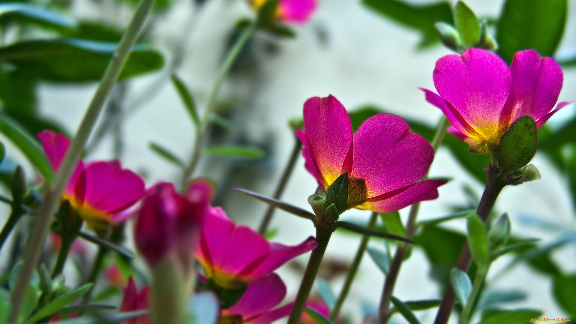 цветы, портулак