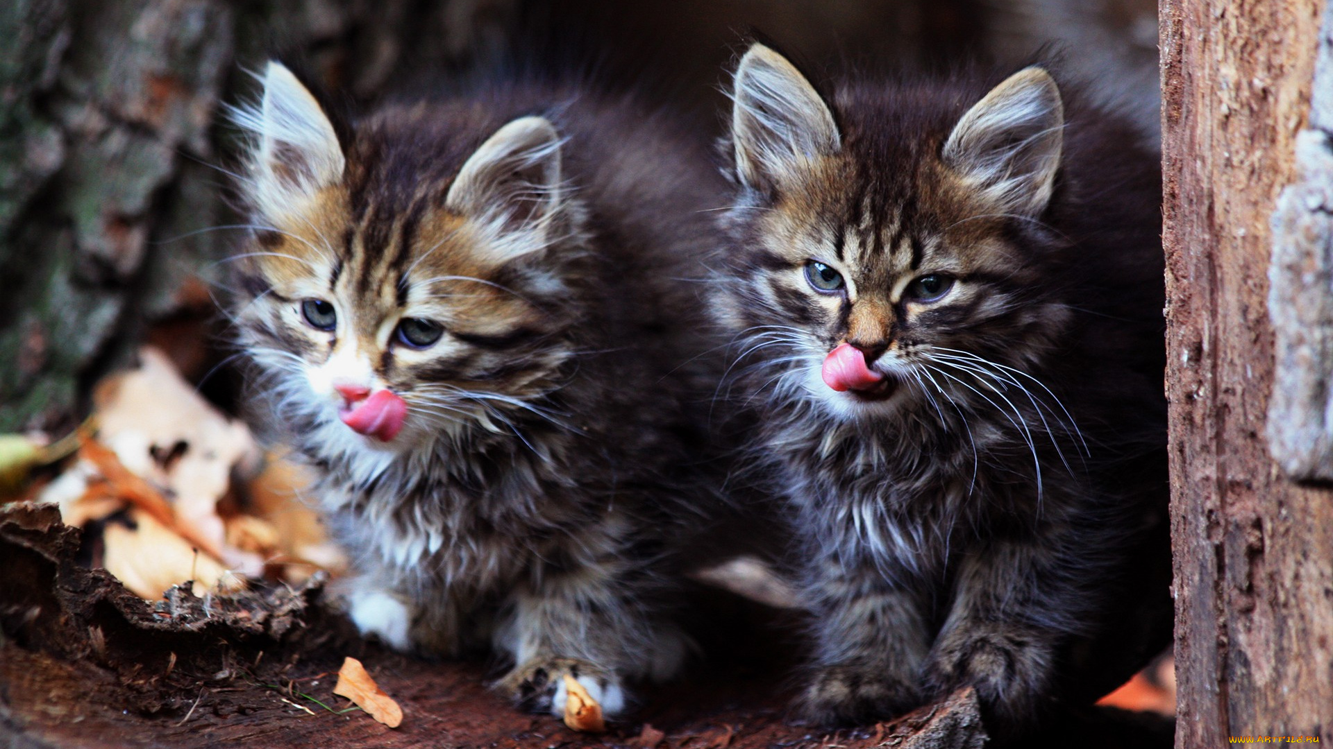 лазоревка, лесные, котята, животные, коты