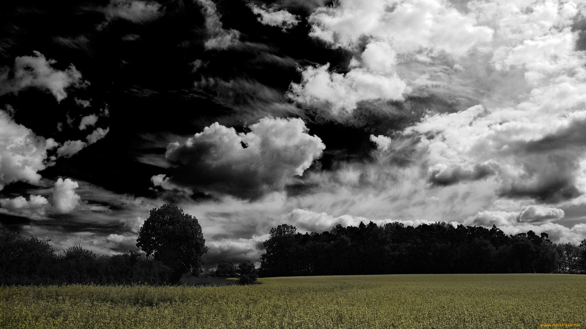 природа, луга