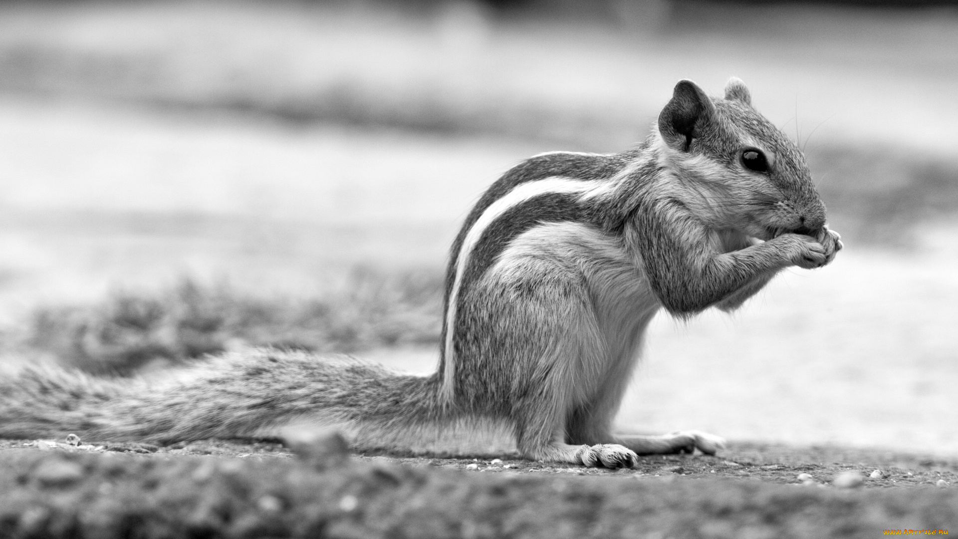 животные, бурундуки